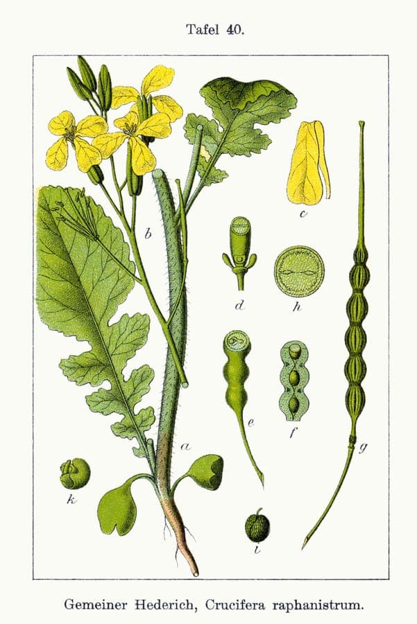 Raphanus raphanistrum flowering plant