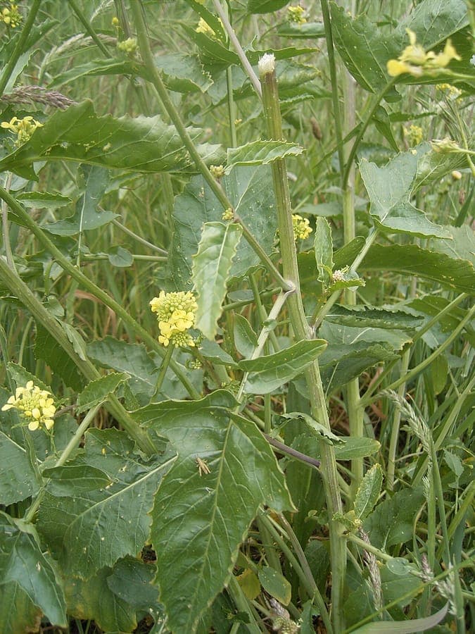 Rapistrum rugosum runzelige Fruchte