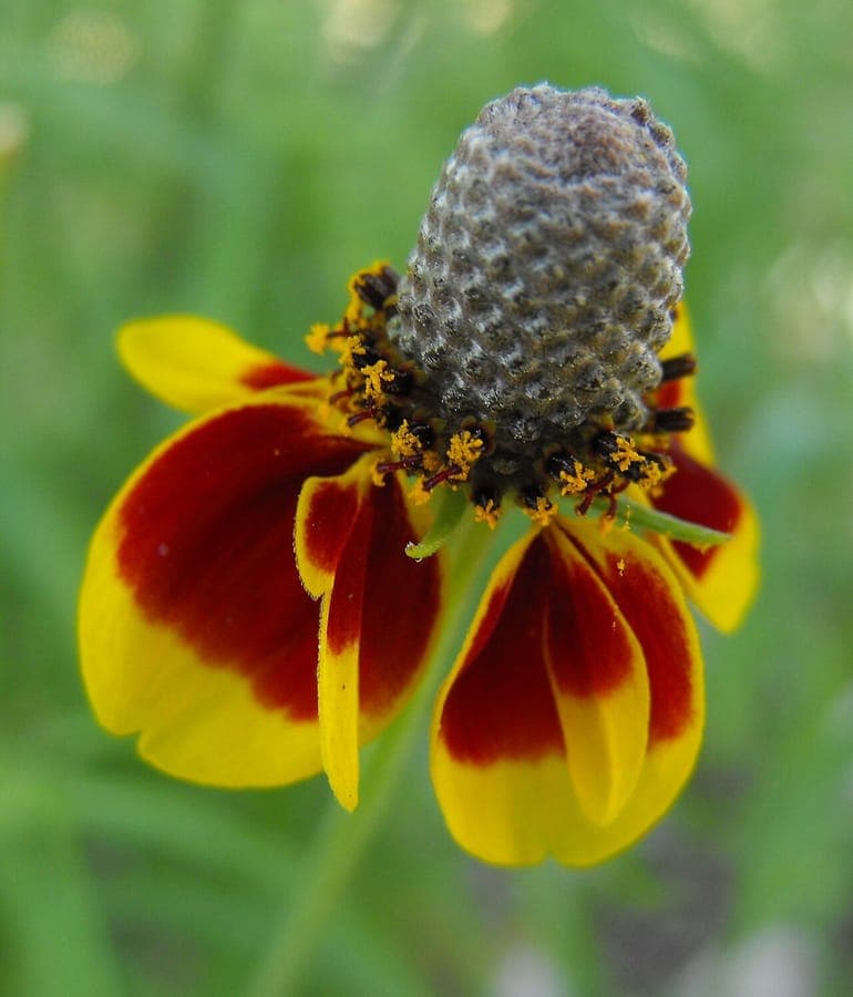 Ratibida columnifera met kenmerkende cilindrische bloemknoppen