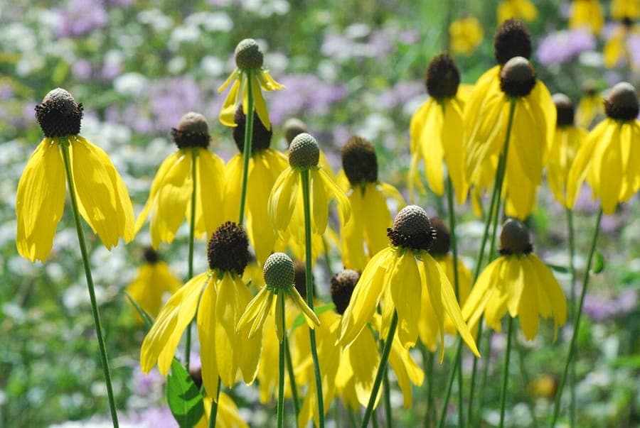 Ratibida pinnata Bluten mit gelben Blutenblattern und charakteristischem braun-grauem Zentrum