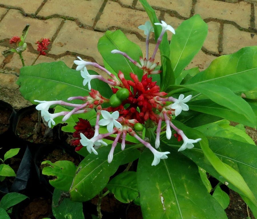 Rauvolfia serpentina plant with flowers