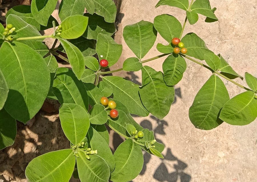 Rauvolfia tetraphylla with red berries