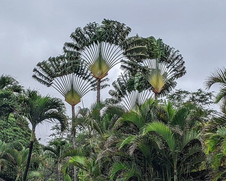 Monumental vase-shaped leaves of Ravenala madagascariensis