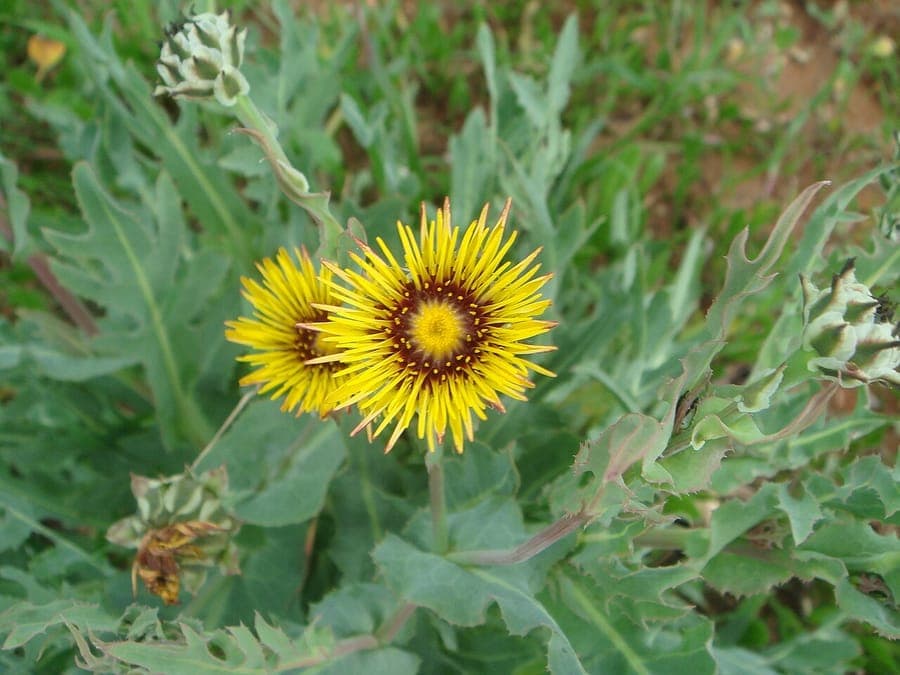 Gele sterbloemenen van Reichardia picroides in mediterraan landschap
