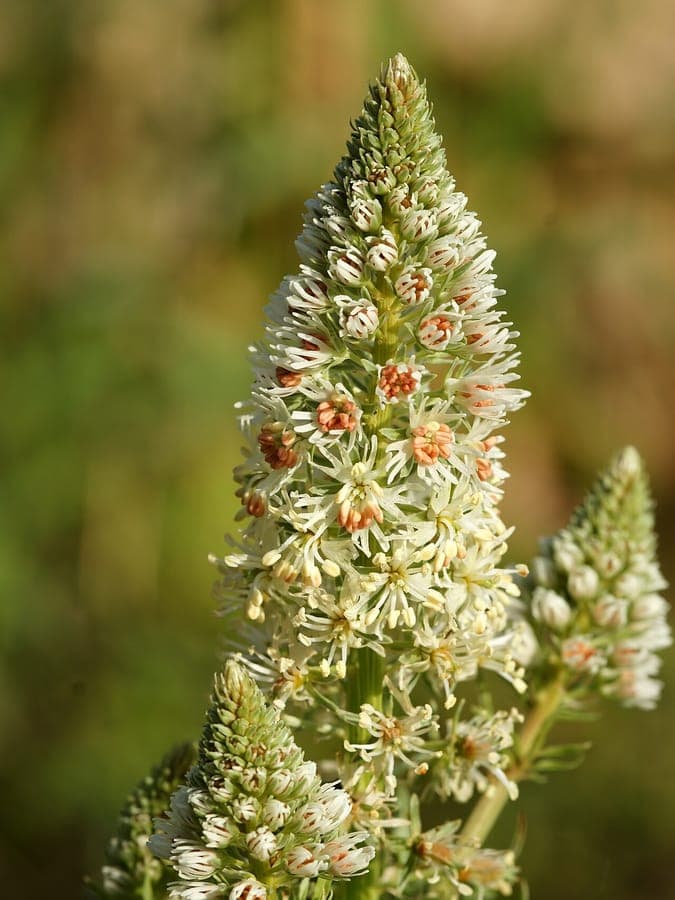 Reseda alba bloeiende plant