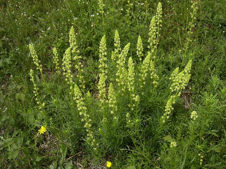 Reseda lutea gelbe Bluten