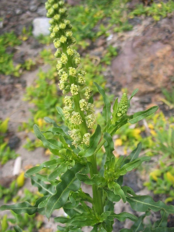 Plante gaude avec fleurs jaune vif en plein soleil