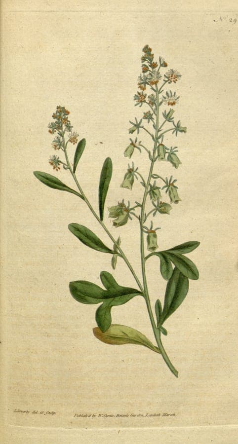 Greenish-yellow flower clusters of Reseda odorata in garden setting