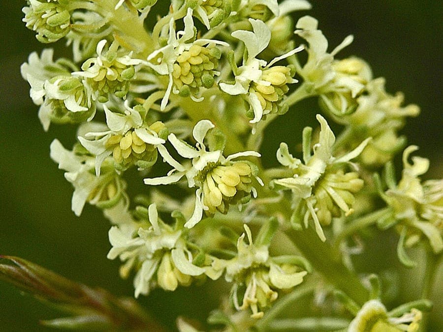 Rampion mignonette plant with delicate white flowers
