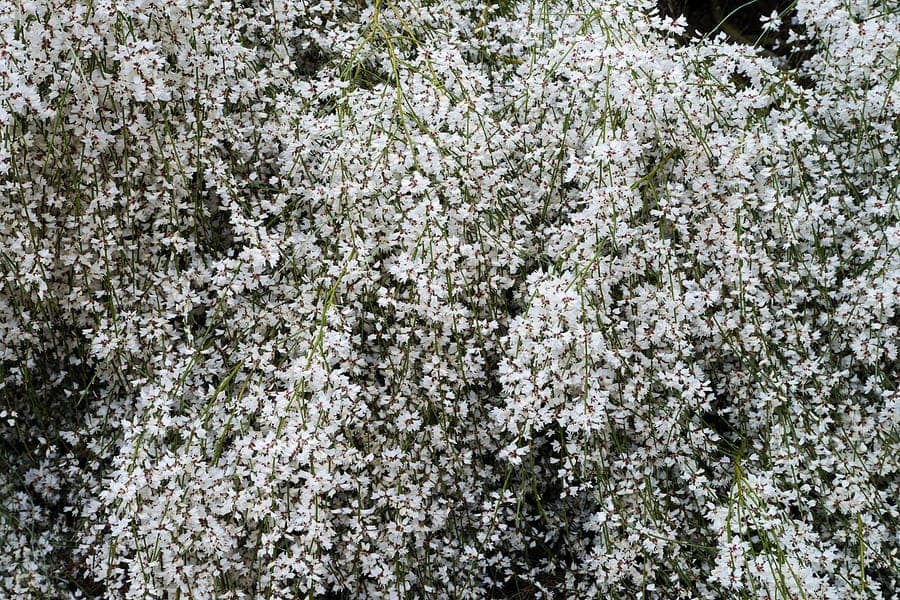 Retama monosperma bridal broom with delicate white flowers