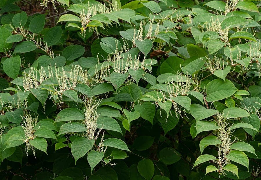 Japanse duizendknoop met grote bladeren en witte bloemen