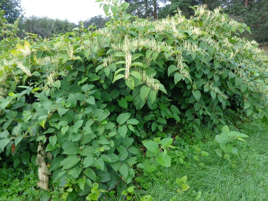 Boheemse duizendknoop (Reynoutria x bohemica) met grote hartvormige bladeren langs een oever