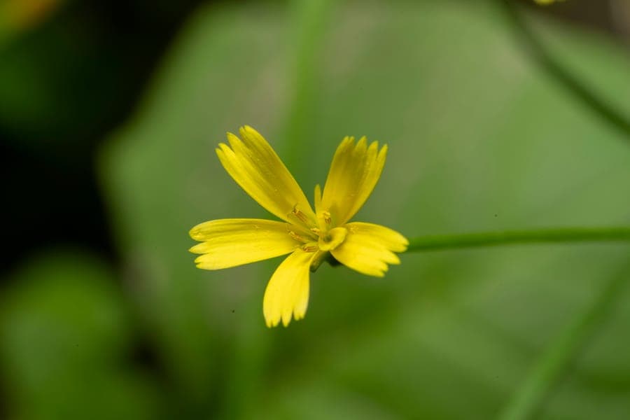 Rhagadiolus edulis met gele bloemen en karakteristieke stervormen vruchten