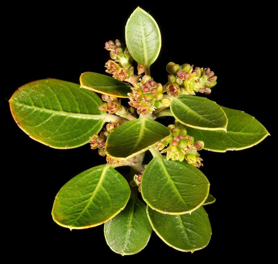 Immergrunes Laub und rote Beeren von Rhamnus alaternus