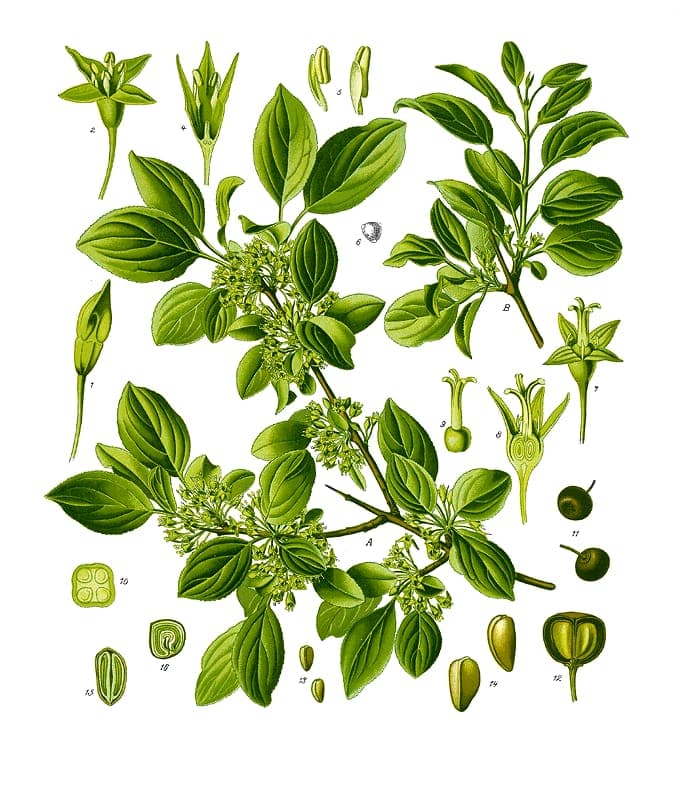 European buckthorn shrub with small green flowers and black berries