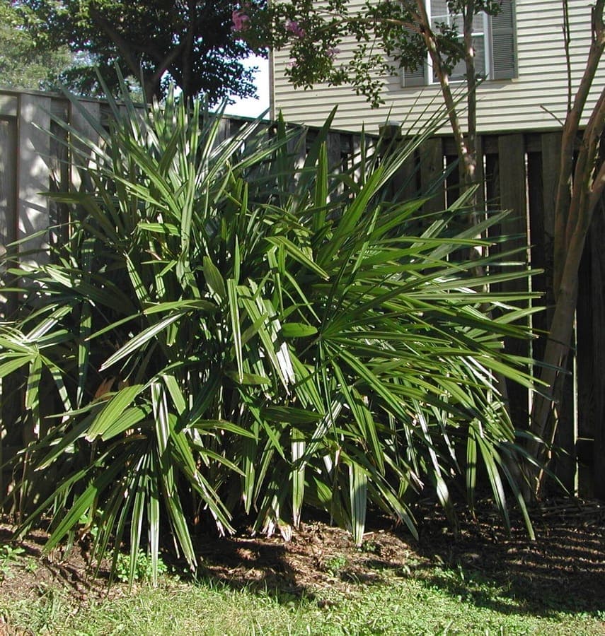 Nadelpalme (Rhapidophyllum hystrix) mit faecherfoermigen Blaettern und charakteristischen Nadeln