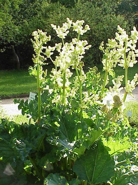 Tibetan Rhubarb plant with large deeply-veined leaves and characteristic red petioles