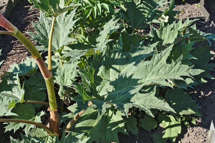 Rheum palmatum with massive hand-shaped leaves and red flower spikes