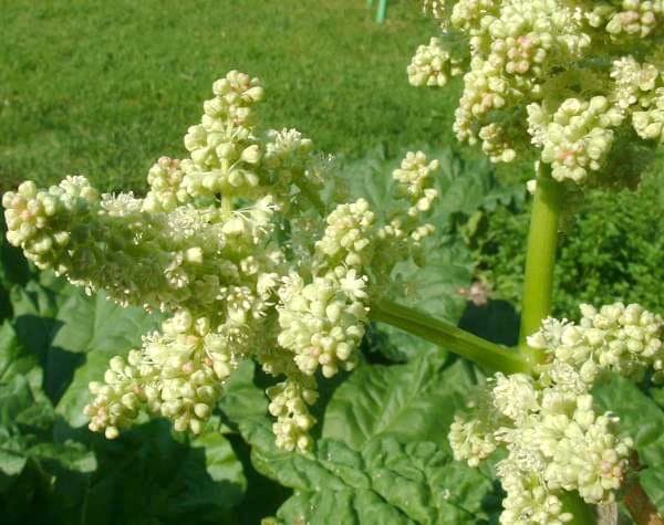 Rheum rhaponticum plant with large green leaves