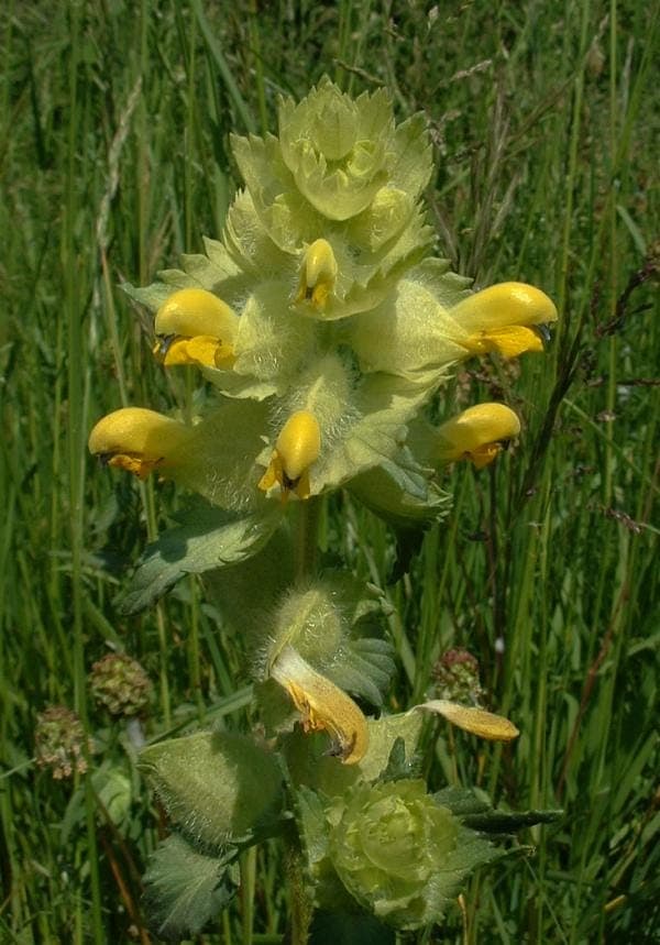 Rhinanthus alectorolophus plant with yellow flowers