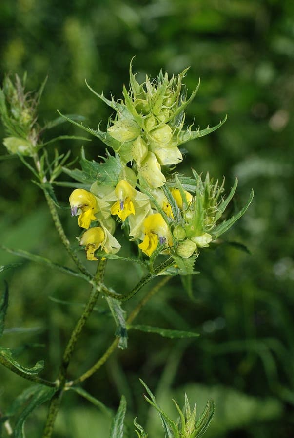 Rhinanthus glacialis rhinanthe des glaciers avec des fleurs jaunes sur une prairie alpine