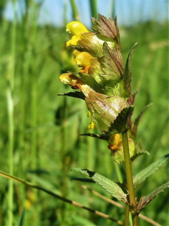 Yellow-rattle plant with yellow flowers and leaves