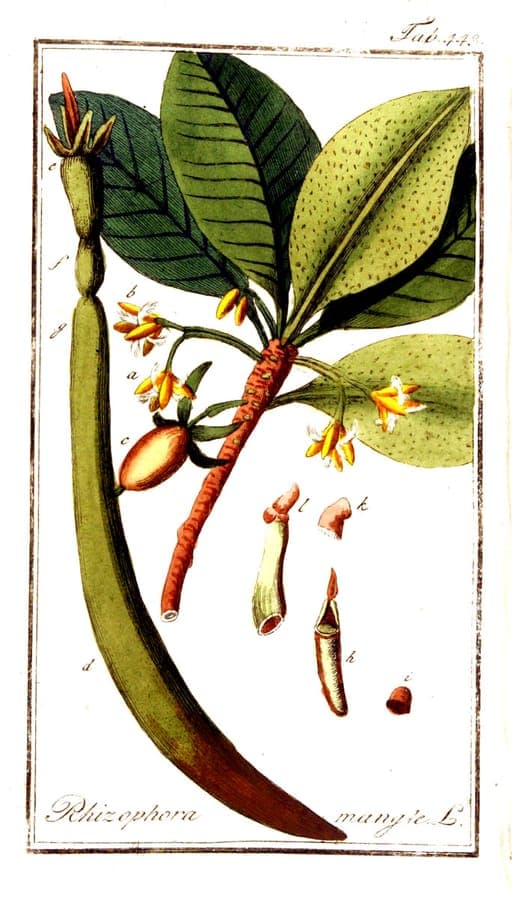 Fascinerende steltwortels van rode mangrove Rhizophora mangle