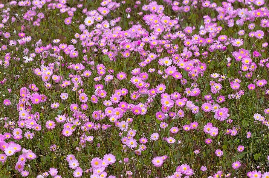 Rhodanthe manglesii paper daisy flowers in pink and white