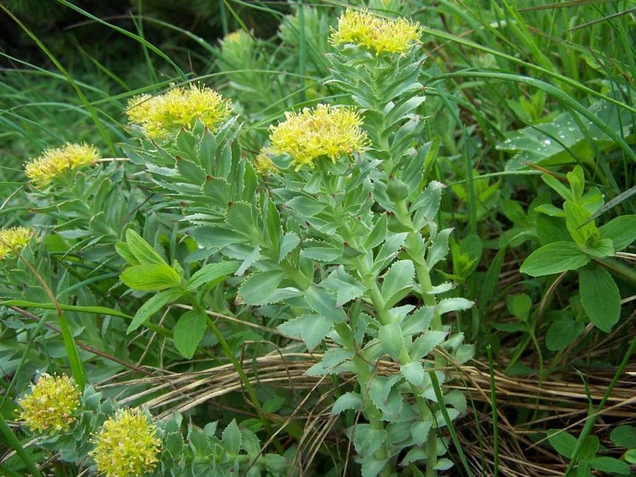 Rozenwortel (Rhodiola rosea) met succulente bladeren en gele bloemtrosjes in een rotsachtige omgeving
