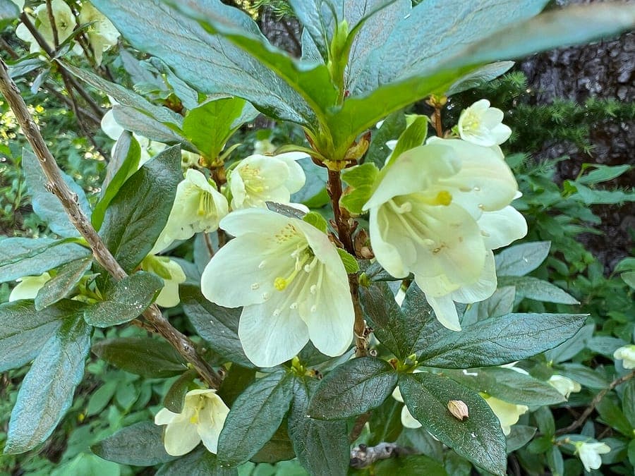 Grappes de fleurs blanches de Rhododendron albiflorum avec feuillage glossy noir