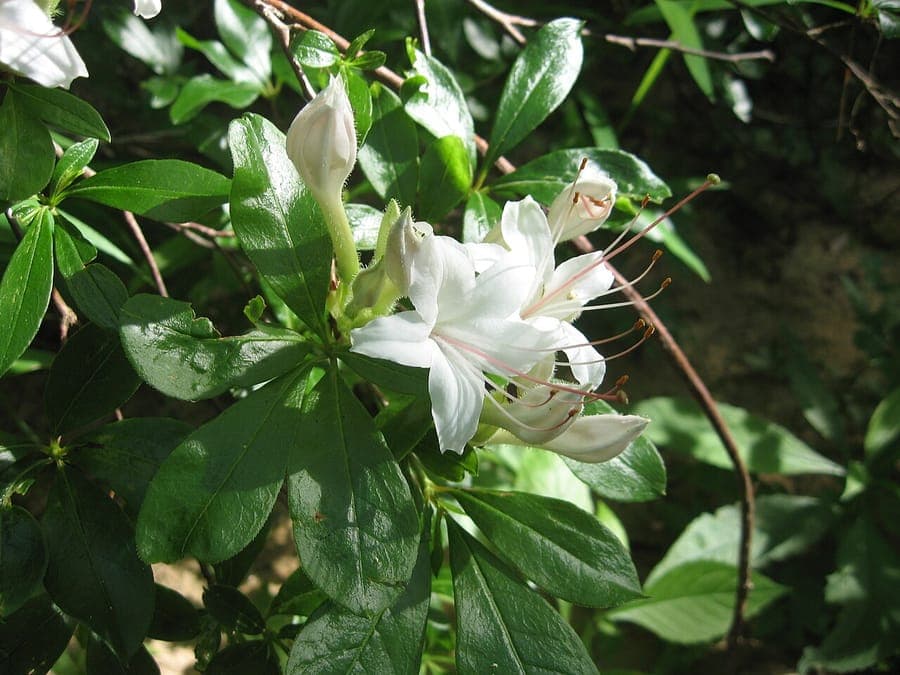 Witte geurige bloemen van Rhododendron arborescens
