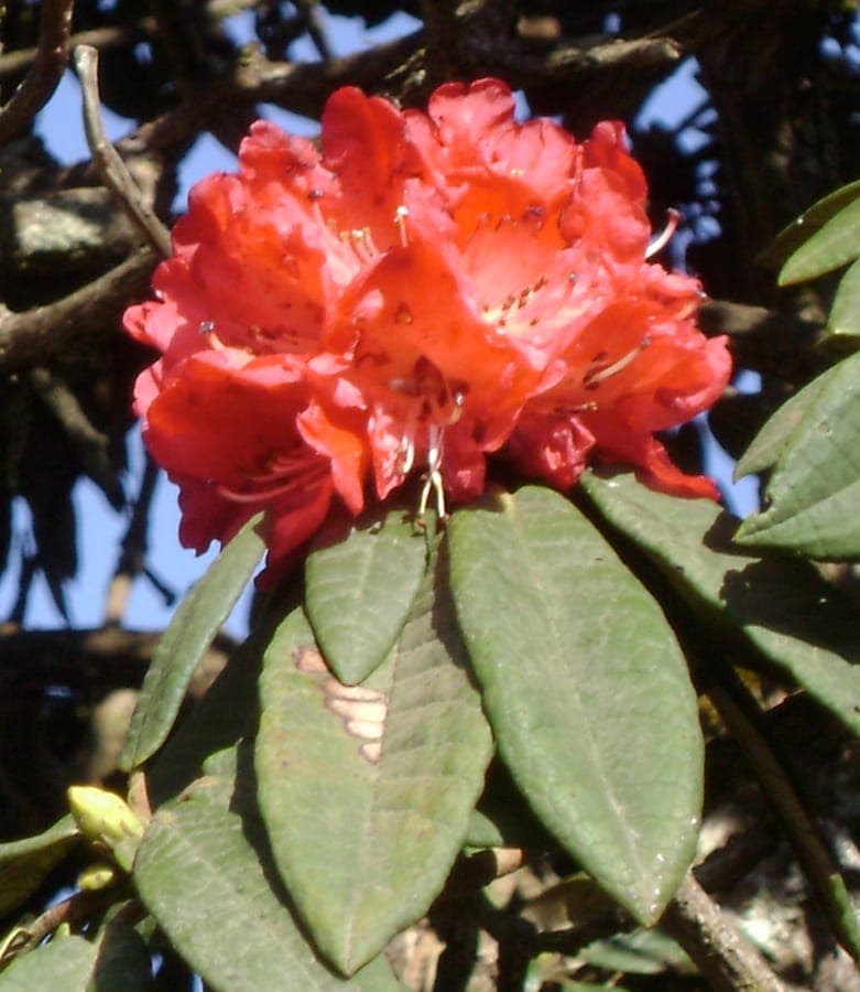 Baumrhododendron mit lila Bluten