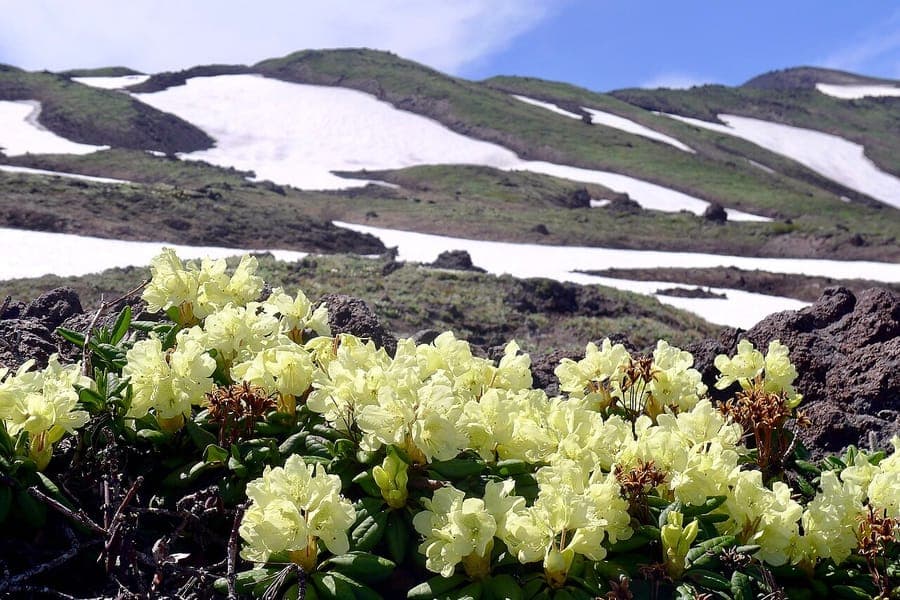 Goldblüten-Rhododendron mit charakteristischem Blattwerk und Blütenstruktur