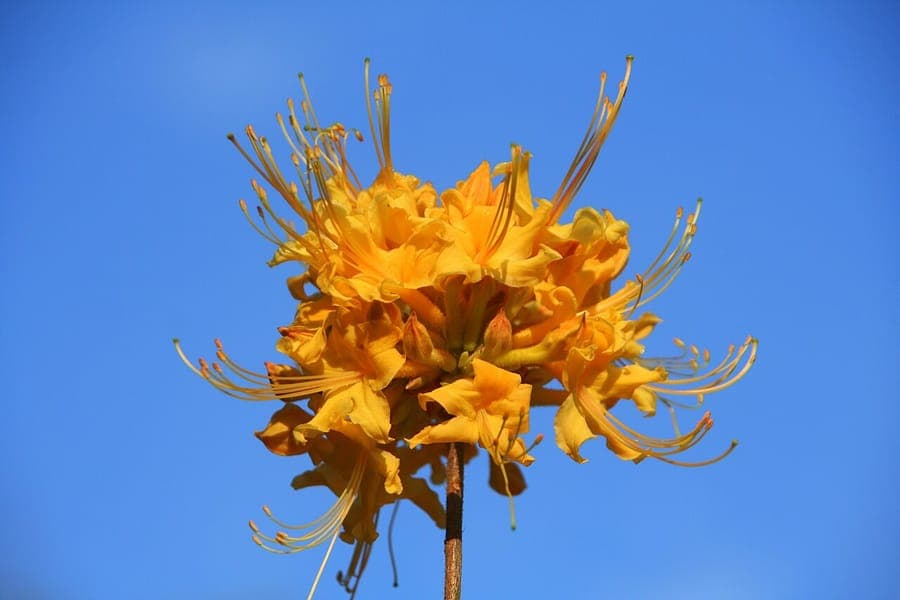 Yellow flowers of Rhododendron austrinum