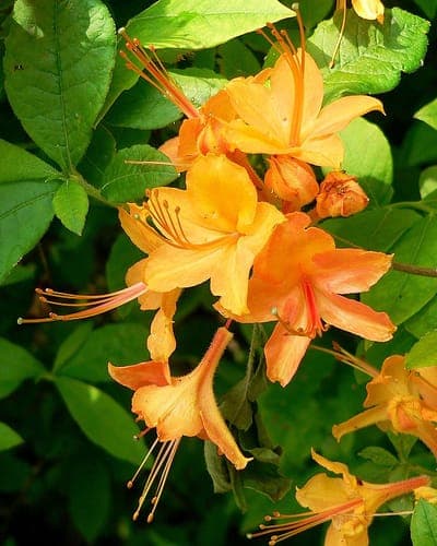 Flame Azalea displaying spectacular orange-red flower clusters in full bloom