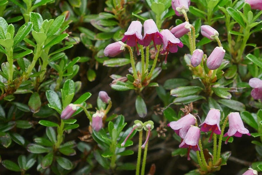 Rhododendron campylogynum en fleur avec des fleurs violettes