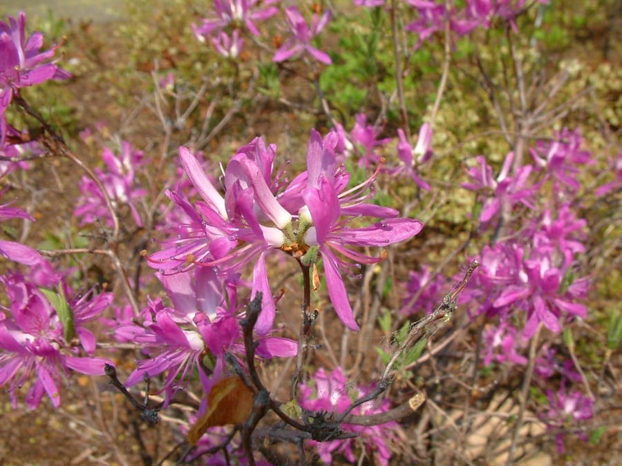 Rhododendron canadense (Rhodora) with purple flowers in spring bloom cycle