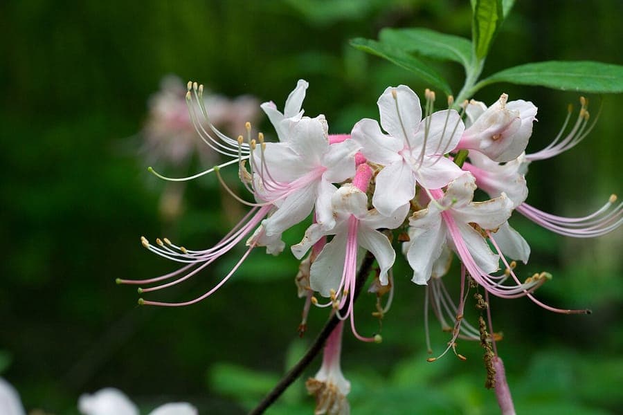Rhododendron canescens Hoary azalea flowers in white and pink