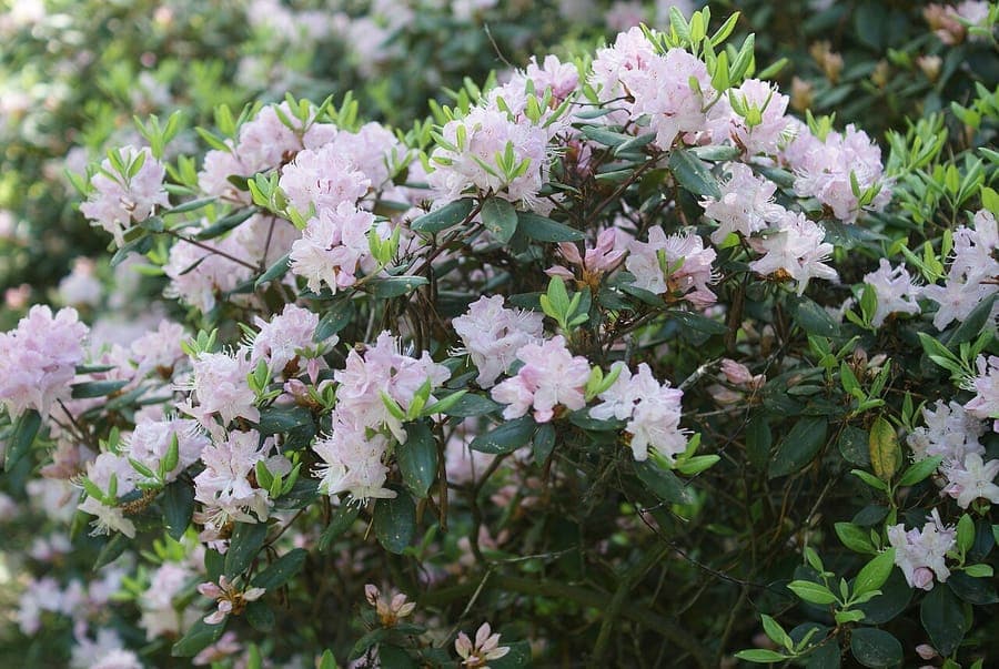 Rhododendron carolinianum Carolina azalea bloem roze