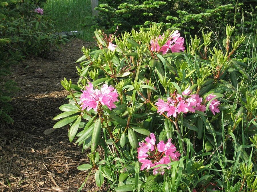 Rhododendron catawba arbuste montrant les inflorescences de fleurs pourpres