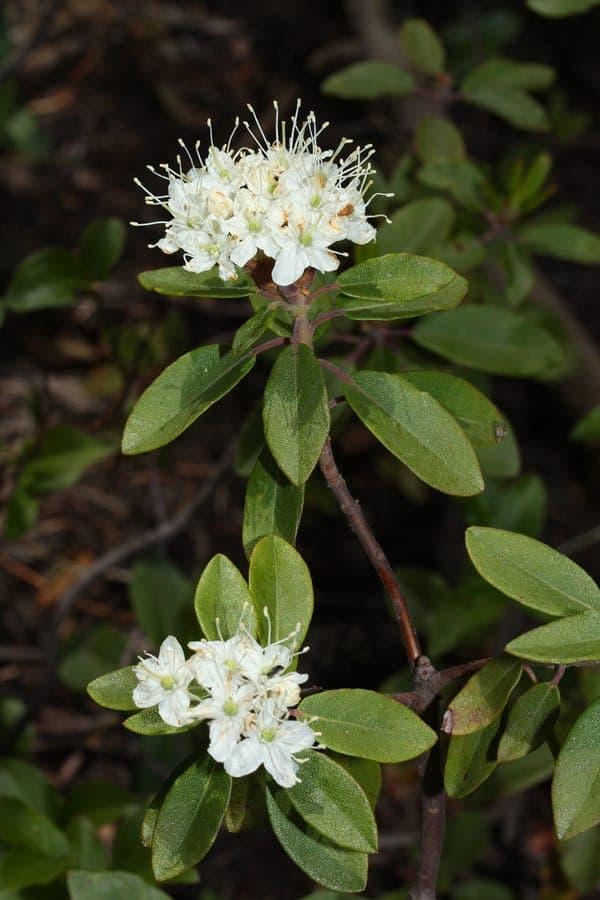 Rhododendron columbianum flowers and foliage in mountain habitat