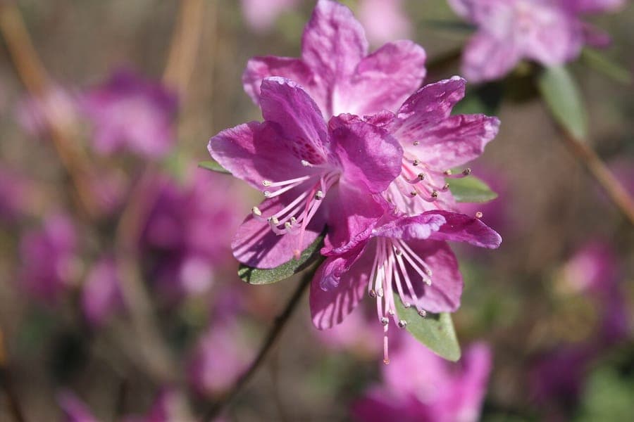 Rhododendron dauricum with pink early spring flowers