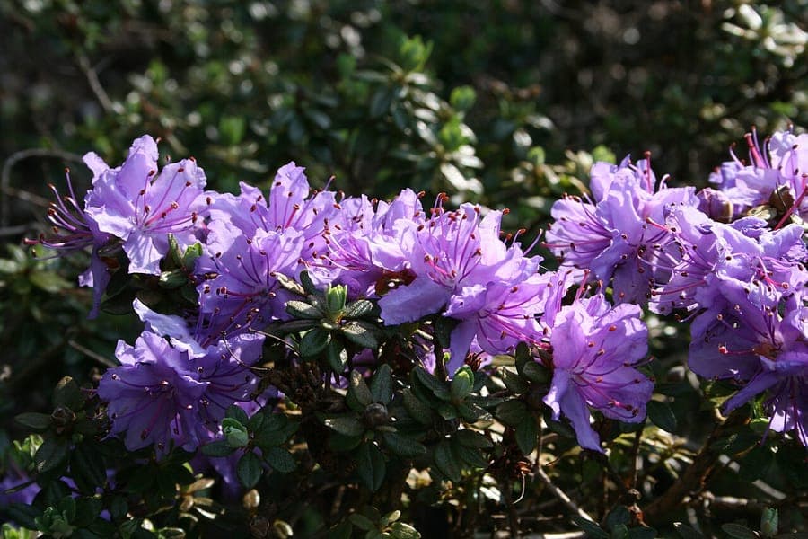 Feuilles vertes de Rhododendron fastigiatum