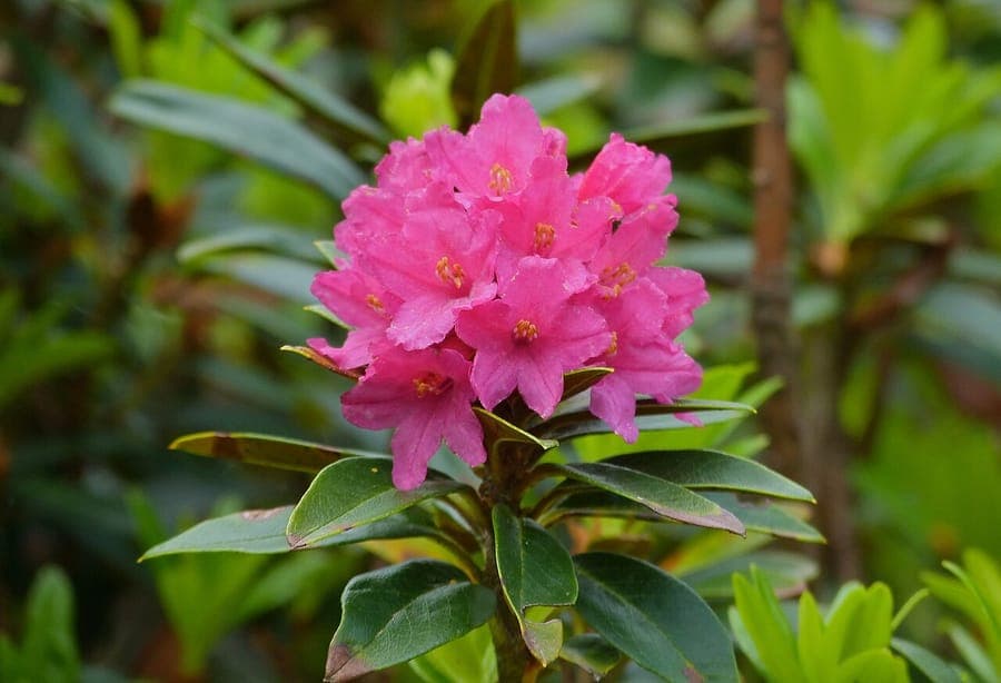 Alpenroos met karakteristieke purperroze bloemen