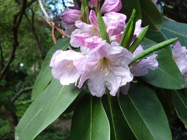 Rhododendron fortunei with delicate flowers in full bloom