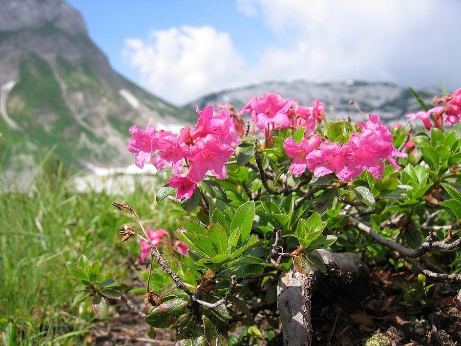 Bewimperte Alpenrose (Rhododendron hirsutum) in voller Blüte auf felsigem Hang