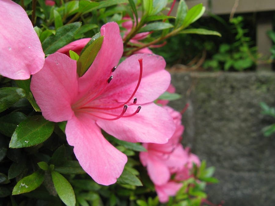 Satsuki-Azalea mit rosa und violetten Bluten