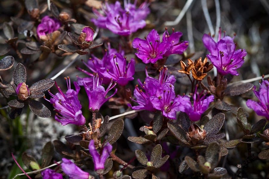 Rhododendron lapponicum in volle bloei, met paarse bloemen en donkergroen blad in een natuurlijke, rotsachtige omgeving