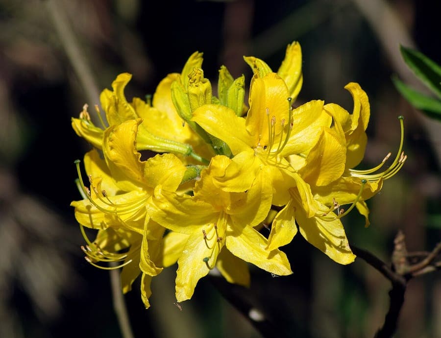 Gele Pontische azalea in volle bloei in een schaduwrijke tuin met mosbedekking