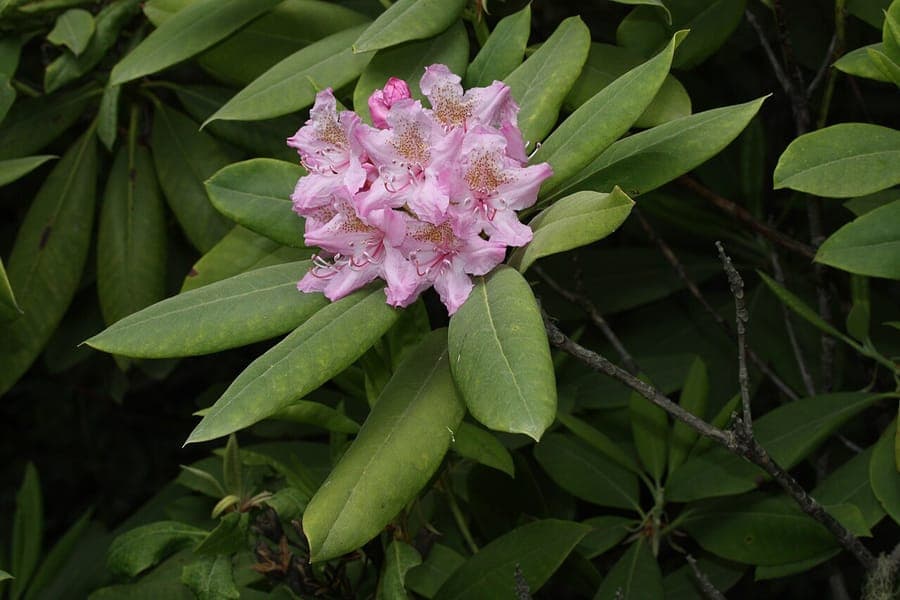 Fleurs violettes du Rhododendron macrophyllum avec de grandes feuilles vertes